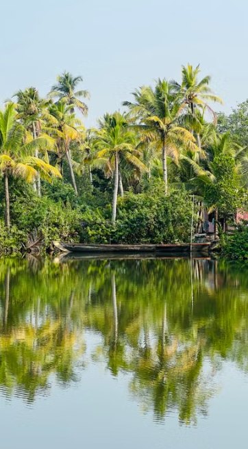 Coconut palms reflected in still Kuttanad water