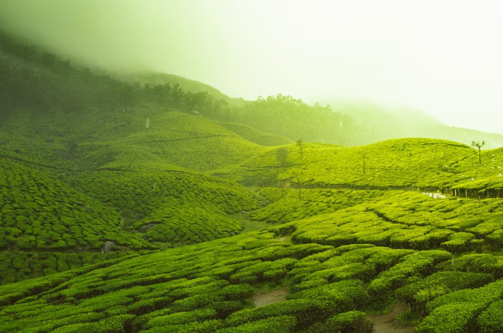 Tea plantations on the hills of Munnar